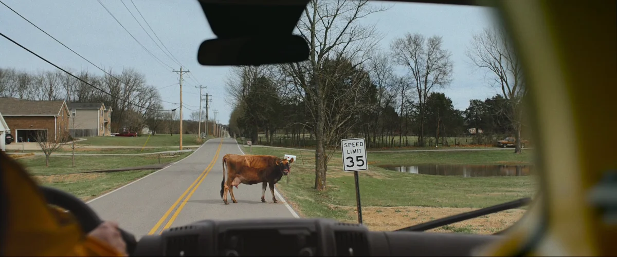 An image of a cow on a road